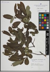 Foto von Salix atrocinerea Brot.